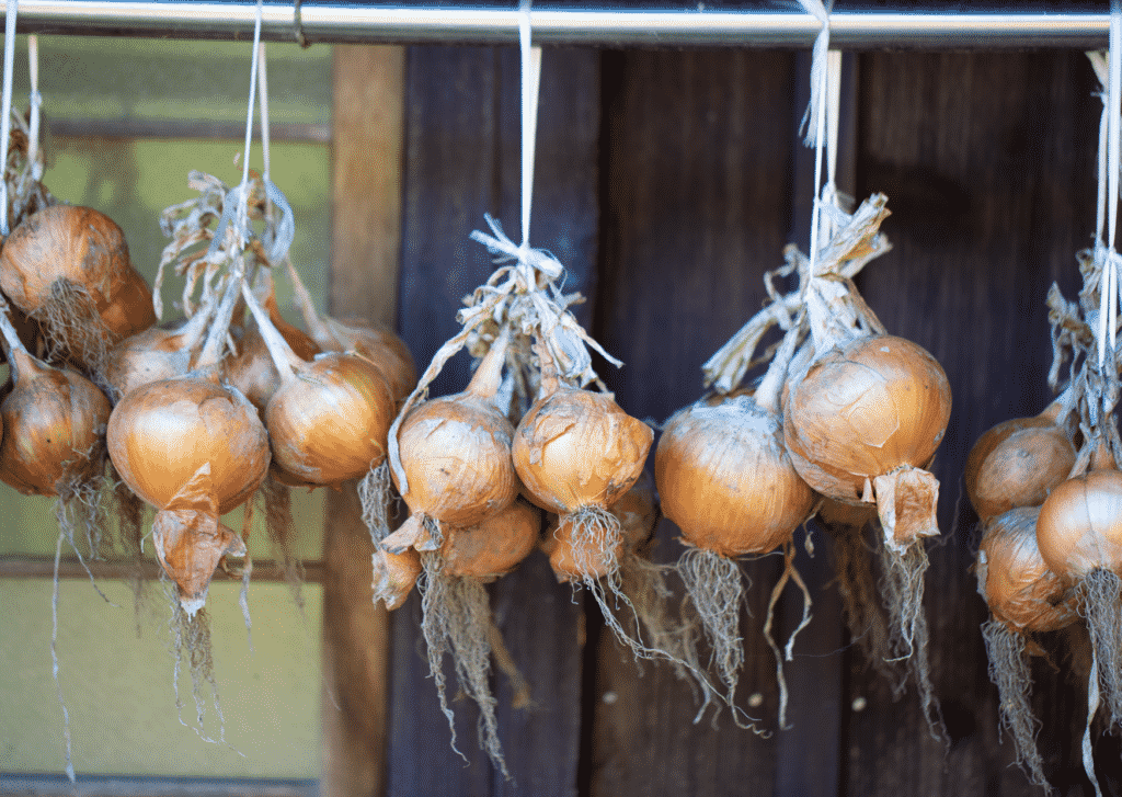 Hanging onions