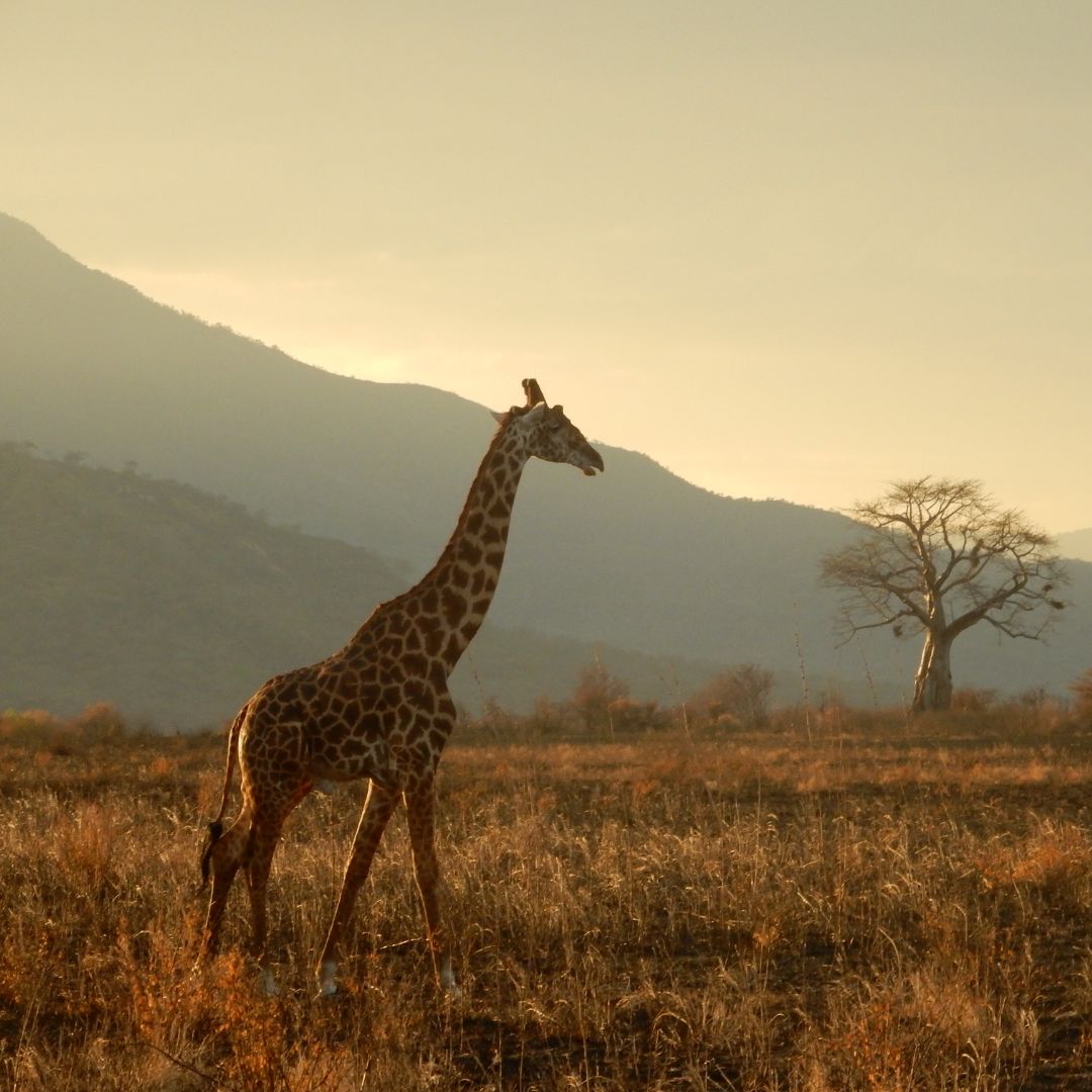 Tanzania: Wilderness & Wildlife