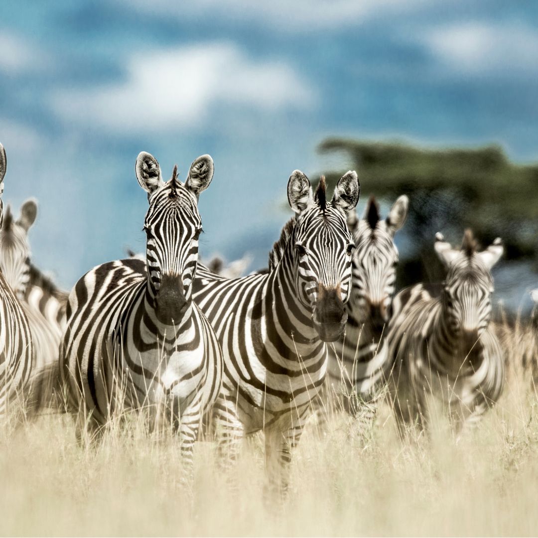 TANZANIA: Great Migration in Serengeti