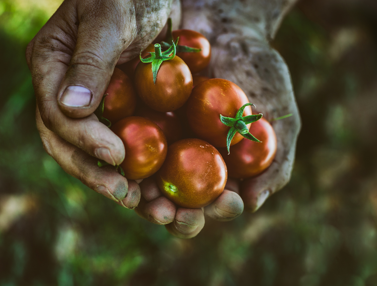 Addressing Global Food Insecurity with Houston Food Bank CEO