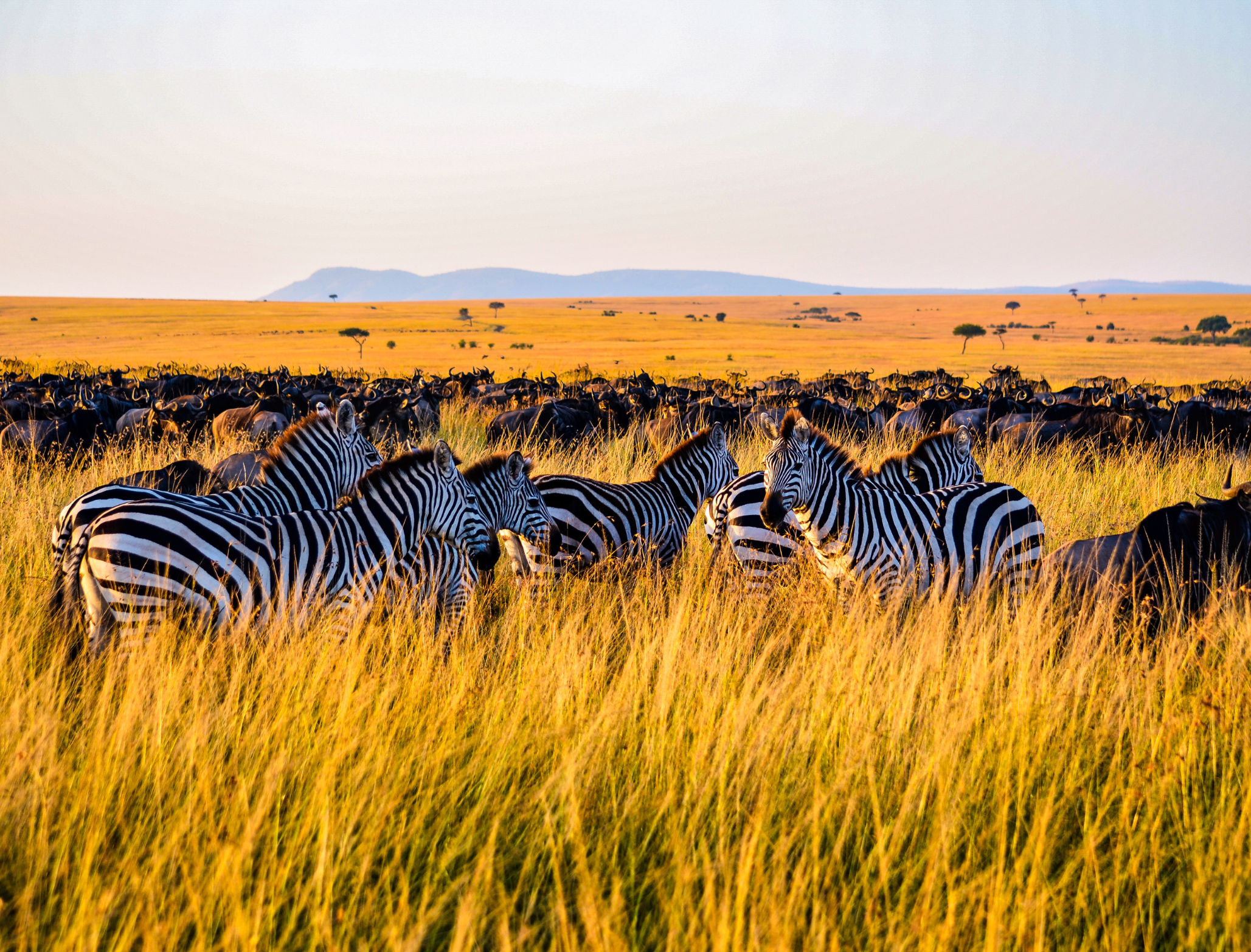 Tanzania: Great Migration in Serengeti
